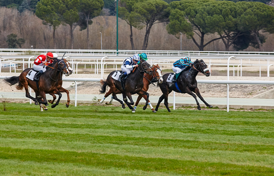 Opciones de Suelo Diferentes